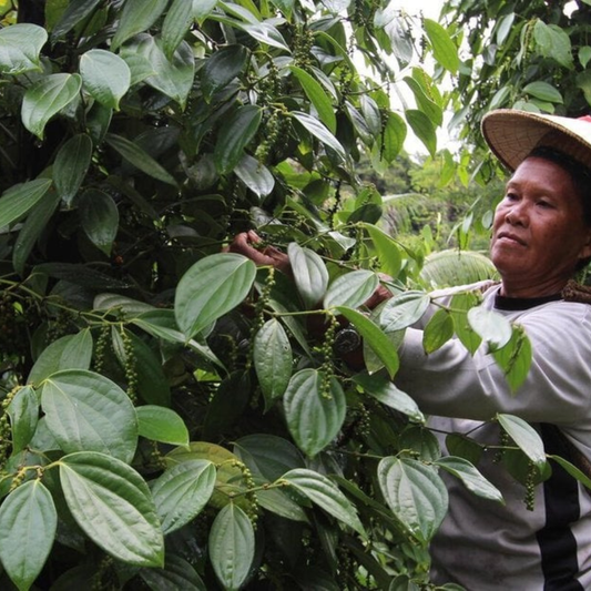 The Exceptional Quality of Sarawak Peppers